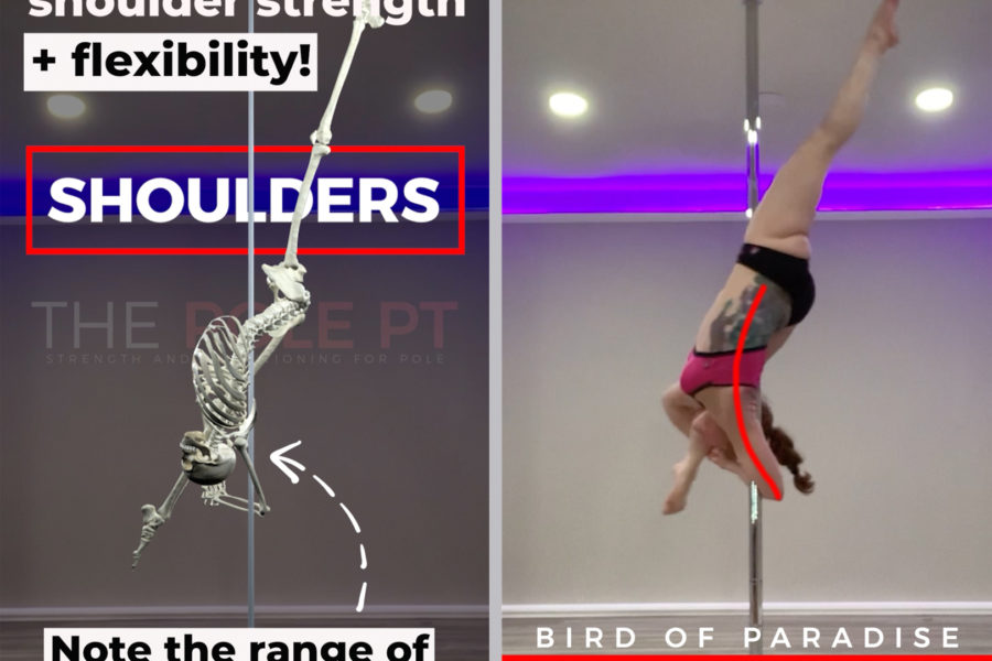 Pole dance anatomy bird of paradise