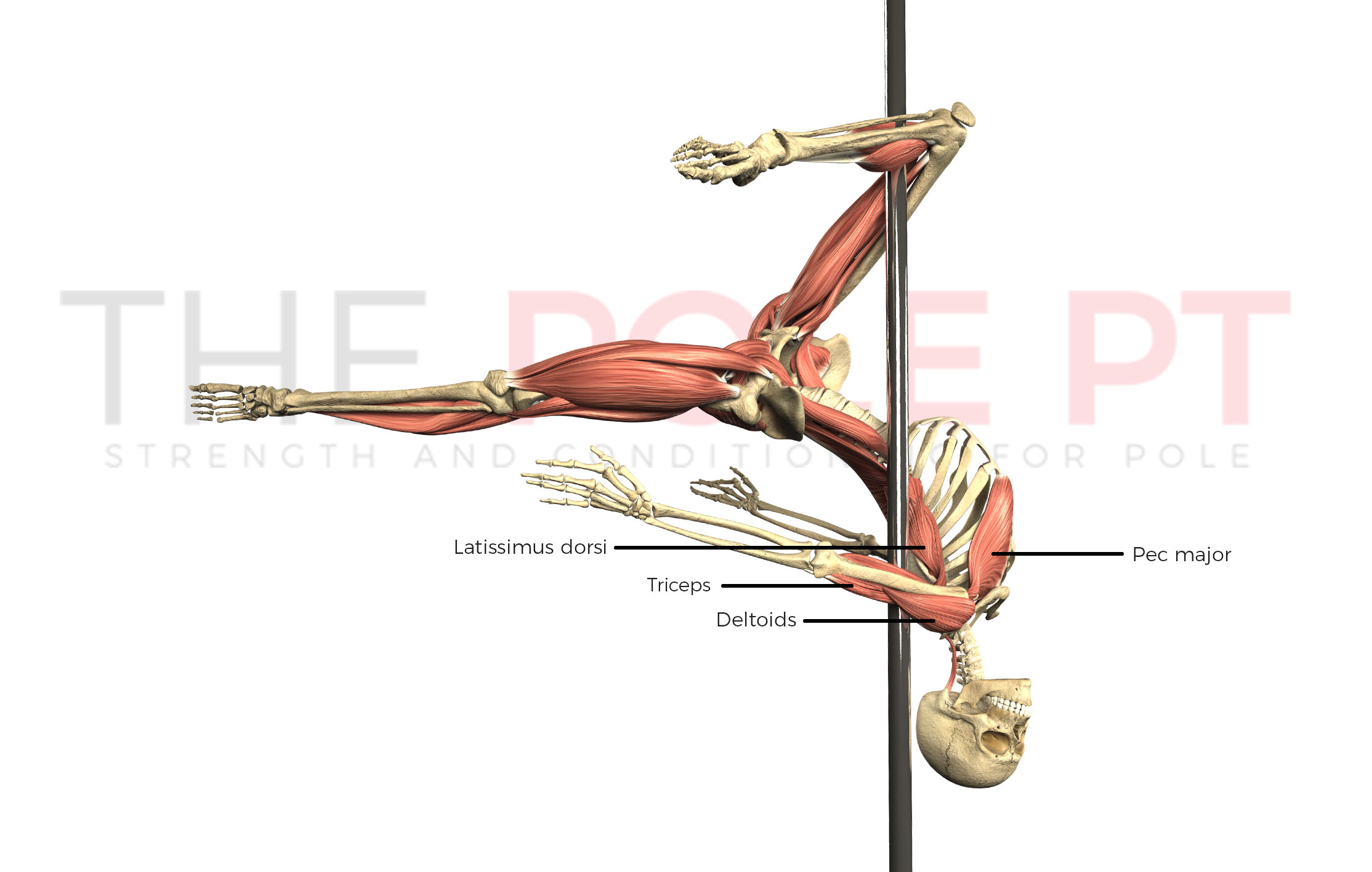 Lemme leg hang! [Anatomy of Pole – outside leg hang] – The Pole PT