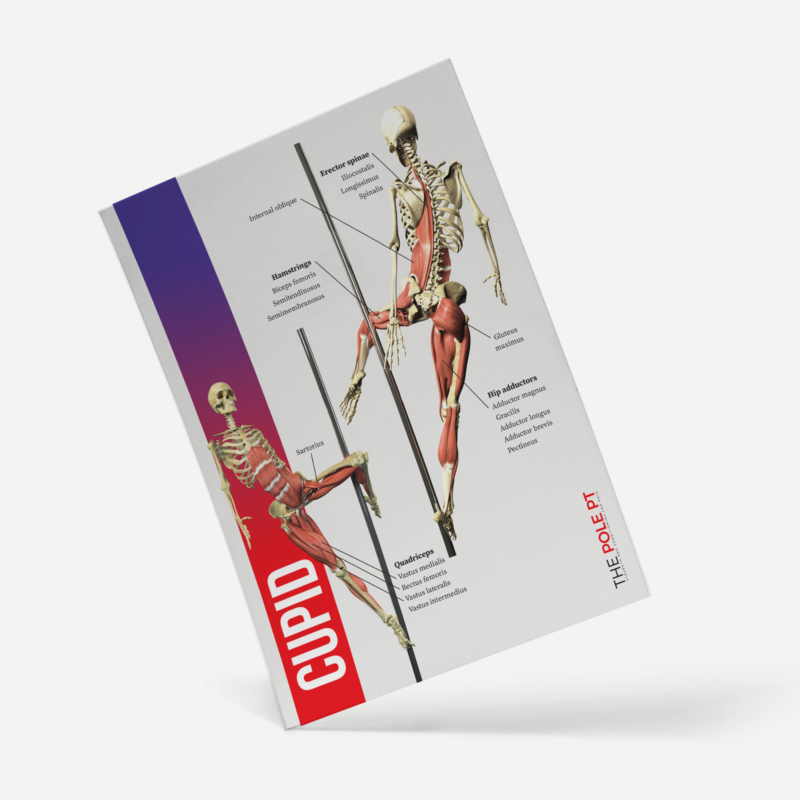 Cupid anatomy poster