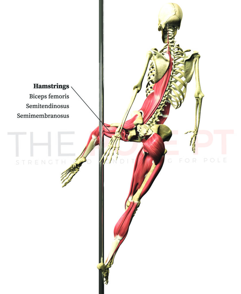 Cupid anatomy bottom leg