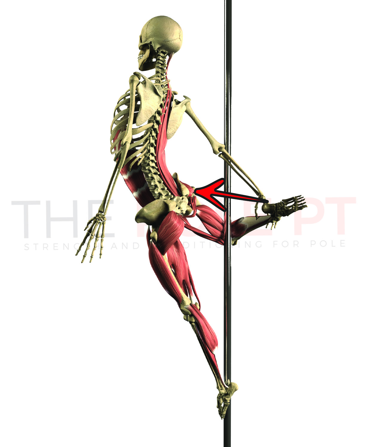 Cool as a Cupid (Part 1)  Pole Anatomy: Cupid – The Pole PT