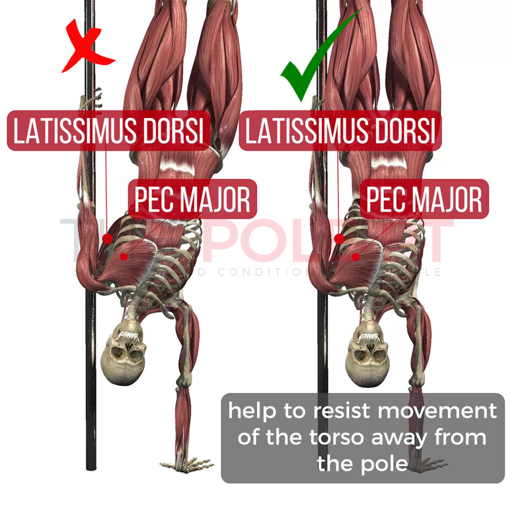 Pole handstand muscles top arm