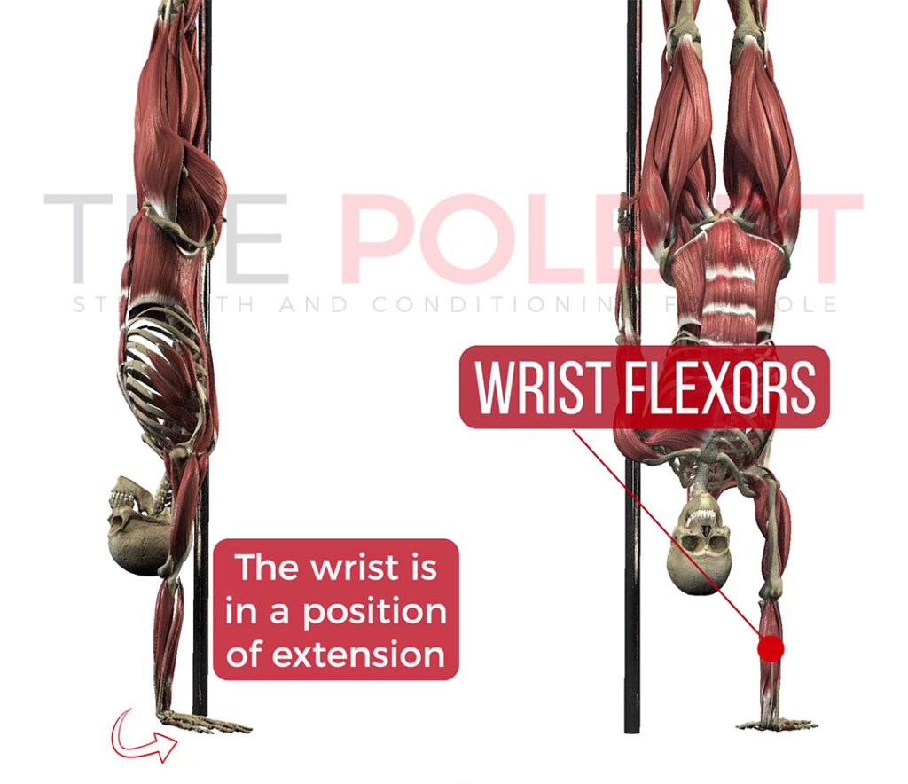 Wrist position in handstand