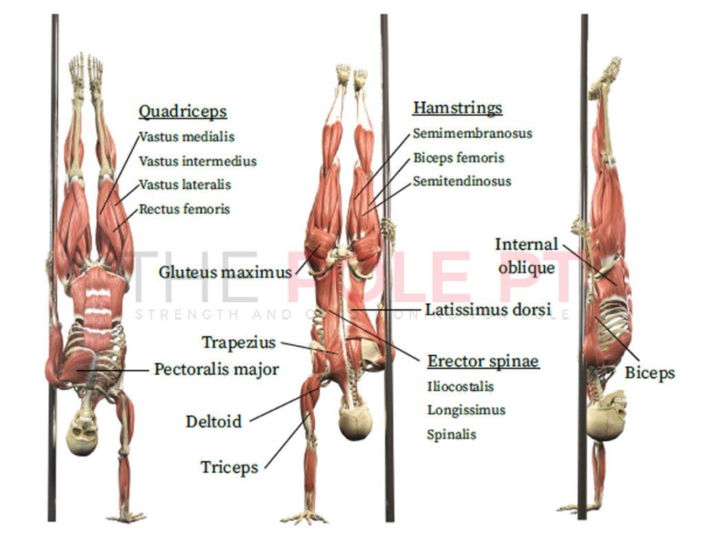 Pole handstand muscles