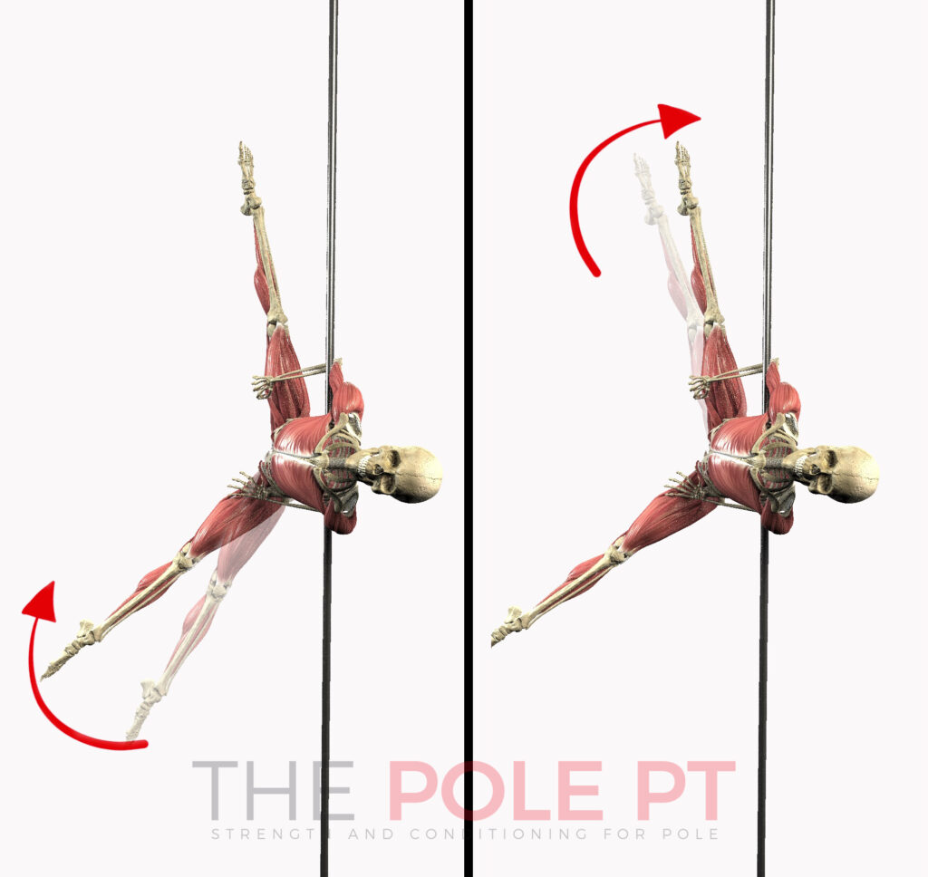 Anatomy of pole: Hip abduction in the bat wing position