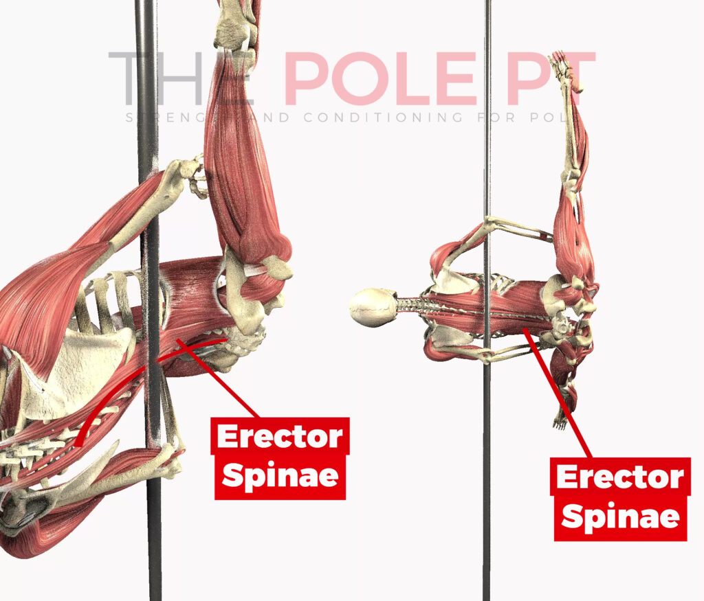 Pole anatomy - back muscles in the bat wing