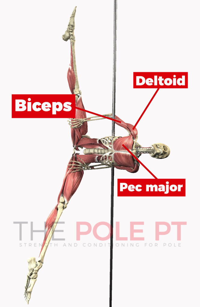 Pole fitness - elbow grip in the bat wing.