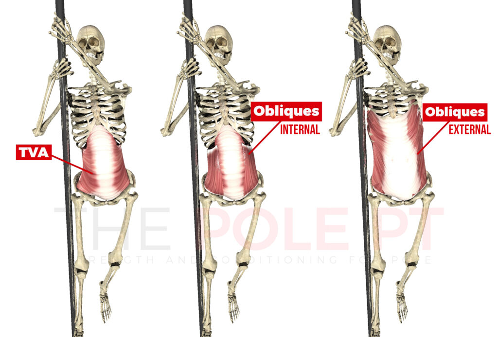 Showing core muscles for the pole invert (TVA and obliques).