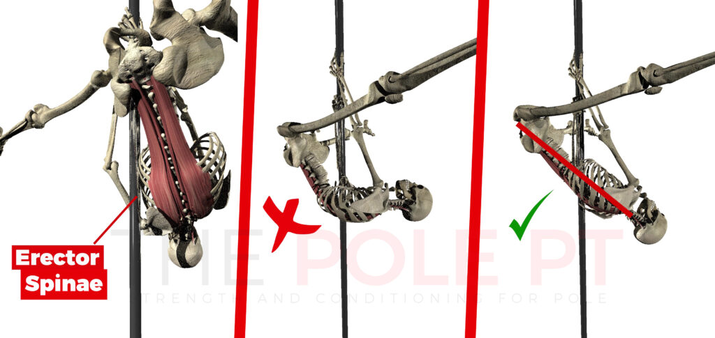 Spinal position in the pole invert