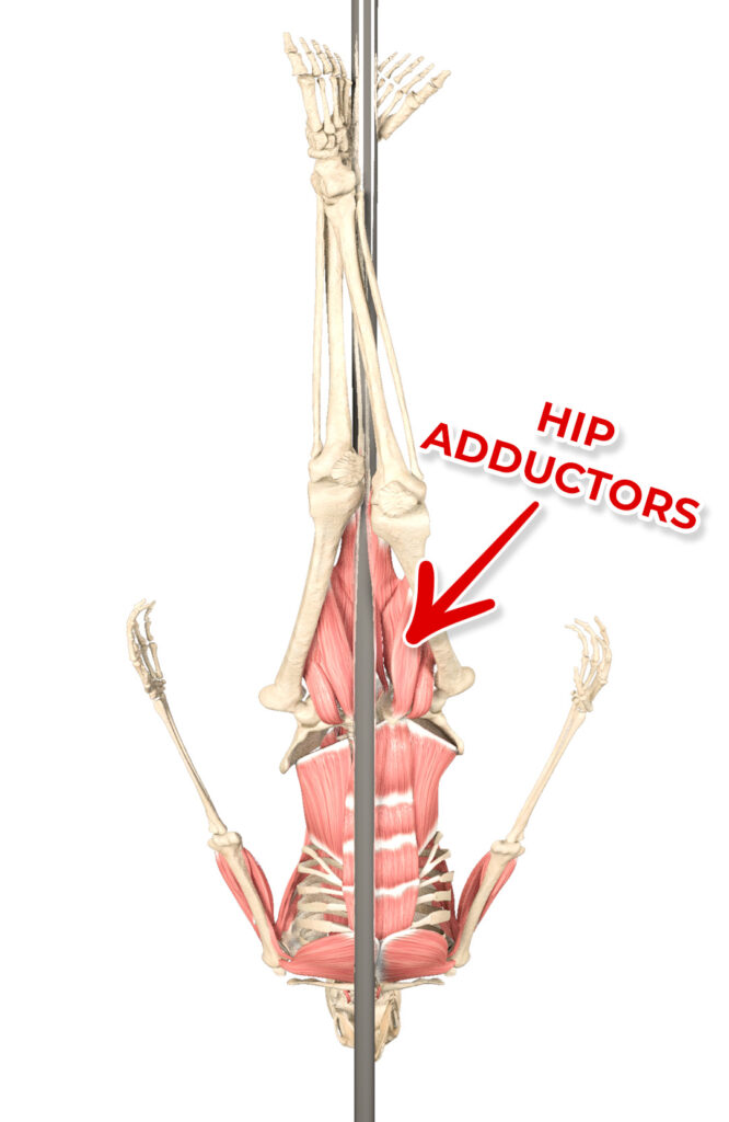Hip adduction in pole dance