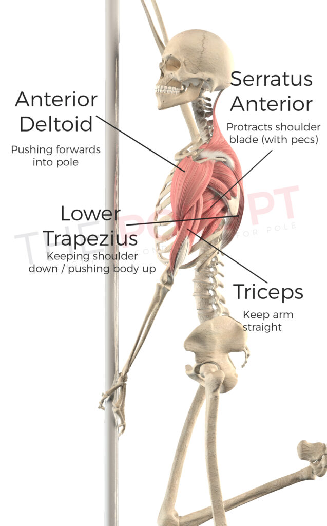 Image showing muscles engaging in bottom arm in split grip on pole.