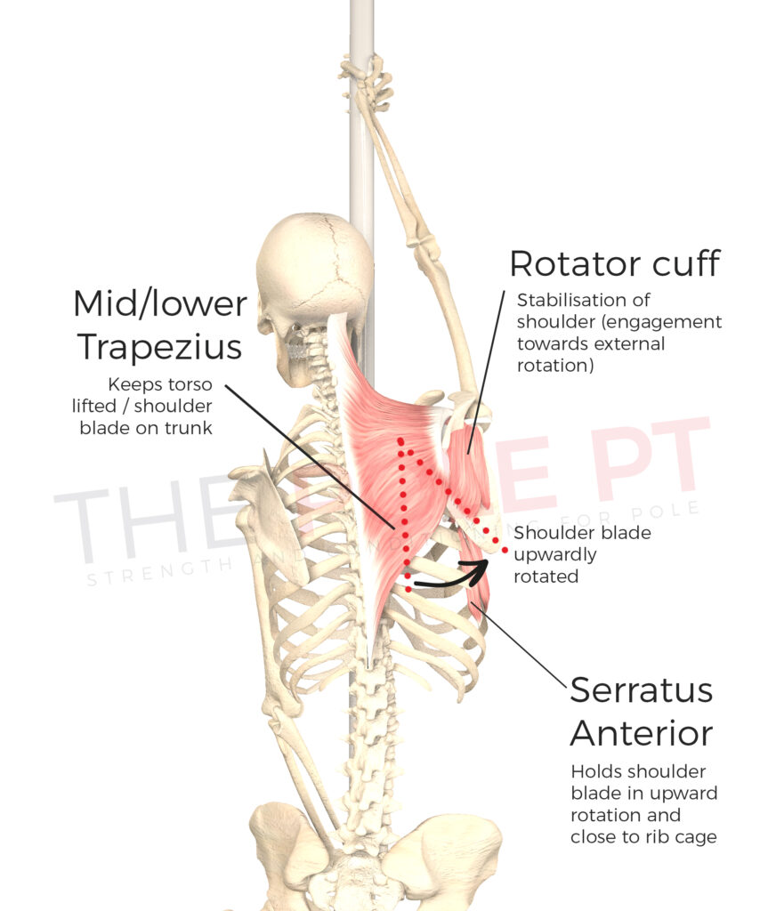Image showing muscles engaging in top arm in split grip on pole.