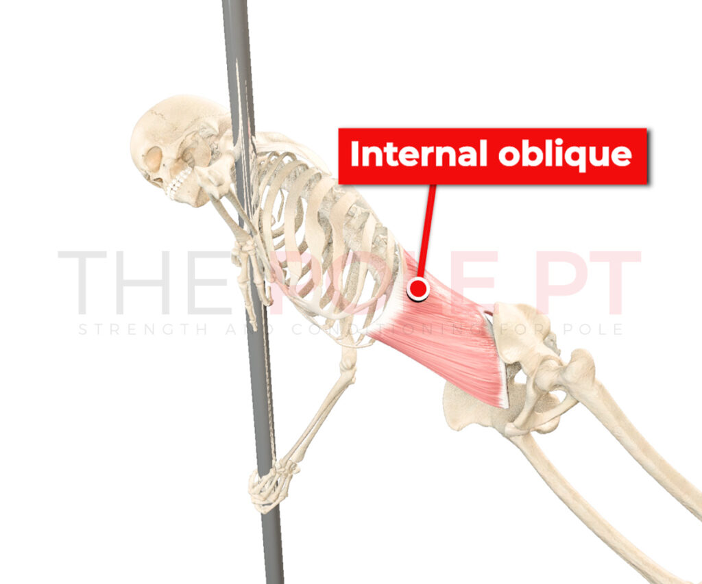 Internal oblique human flag